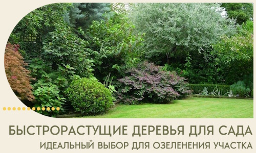 Быстрорастущие деревья для сада идеальный выбор в Кирове
