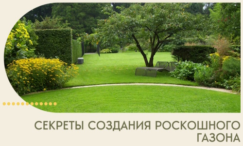 Секреты создания роскошного газона в Кирове